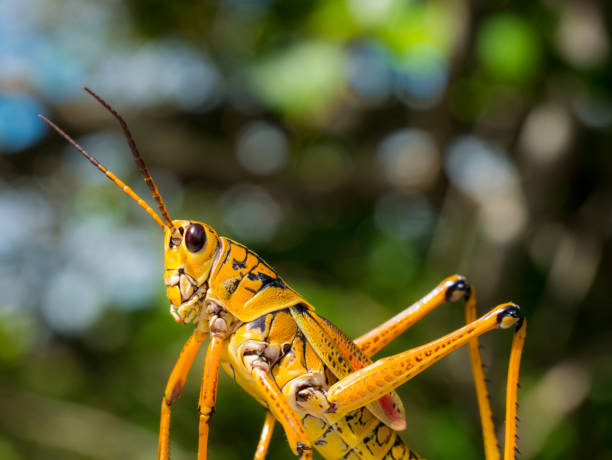 istock colorful lubber grasshopper clings to grass stalk 1172361075