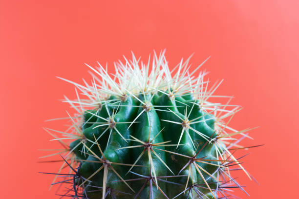 istock small Cactus plant on a plain color background and space for your logo 1172364752