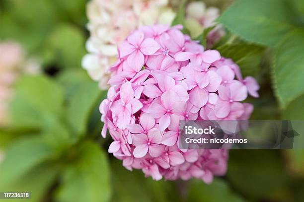 Hortensia Flor Rosa Foto de stock y más banco de imágenes de Aire libre - Aire libre, Color - Tipo de imagen, Enfoque diferencial