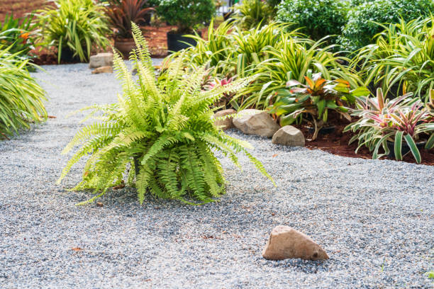 istock Fern plant on the pebble ground 1172368660