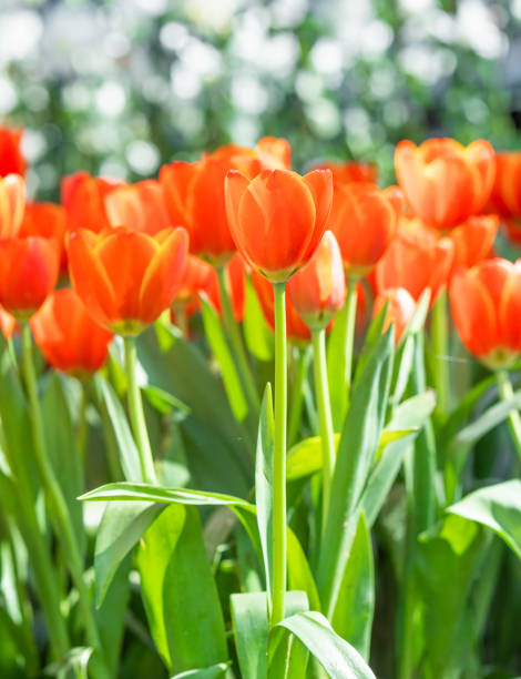 istock Red tulips in park garden 1172368665