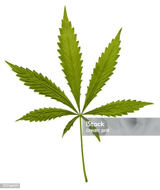 Typische Grün Hanf Leaf Stockfoto und mehr Bilder von Abhängigkeit - Abhängigkeit, Blatt - Pflanzenbestandteile, Cannabis - Droge