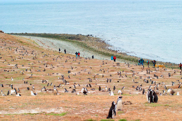 istock Magellanic Penguin colony plus tourists 1172371455
