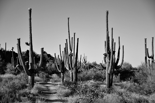 A large grouping of Saguaro Cactus in the Arizona desert.