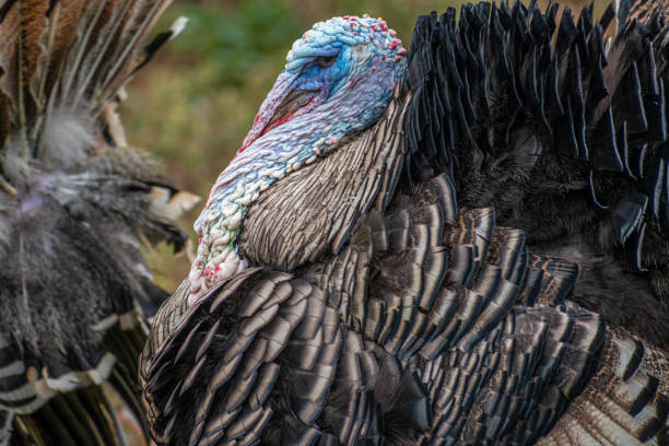 istock Portrait of poultry Turkey 1172374491
