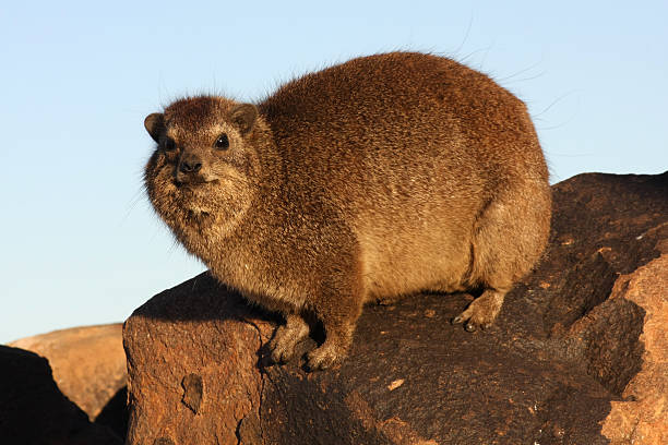 rock dassie (cape hyrax) rock dassie (procavia capensis) at early morning in the quivertree forest, southern Namibia hyrax stock pictures, royalty-free photos & images