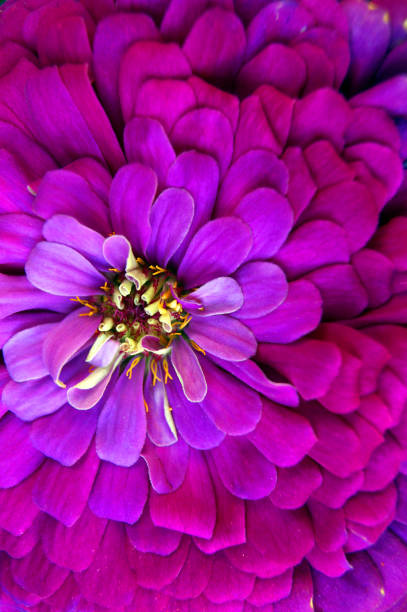 istock Colorful background from decorative flower aster macro 1172377080
