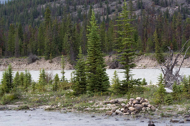 istock island in athabasca river and canadian rockies 117237729