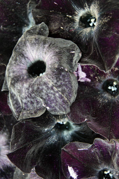 istock Flower decorative petunia black colour background.Background from flower 1172379218