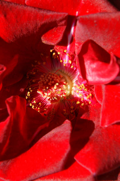 istock Decorative background from red flower of the rose 1172380181