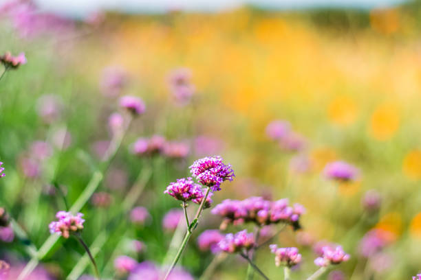 istock Violet verbena flowers 1172387078