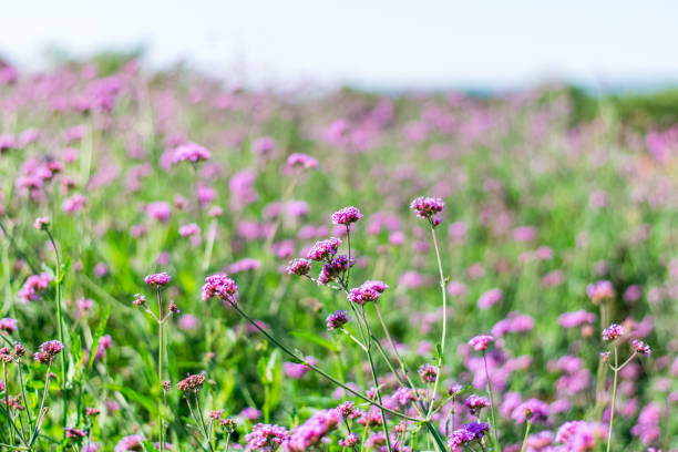 istock Violet verbena flowers 1172387298