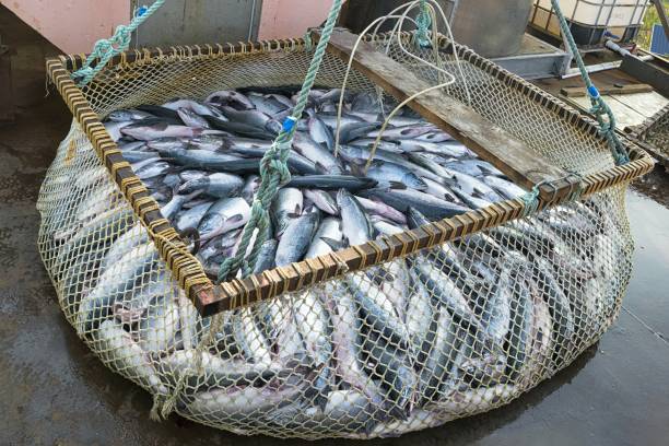 pesca al salmone rosa fresco. - industrial fishing foto e immagini stock