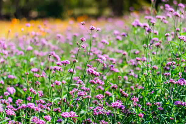 istock Violet verbena flowers 1172388418