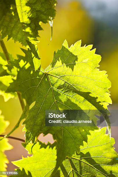 Weinblätter Farbe Stockfoto und mehr Bilder von Bildschärfe - Bildschärfe, Blatt - Pflanzenbestandteile, Chianti-Region