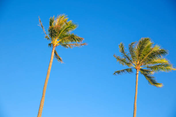 istock Coconut Tree Palm Leaves Blue Sky 1172391789