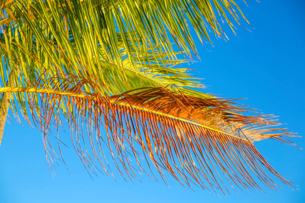 istock Coconut Tree Palm Leaves Blue Sky 1172391890