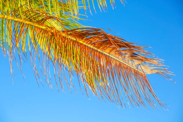 istock Coconut Tree Palm Leaves Blue Sky 1172392040