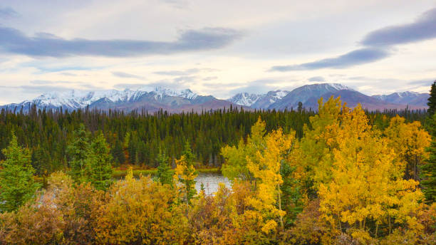 folha de queda no parque nacional de kluane, yukon, canadá - alaska landscape scenics wilderness area - fotografias e filmes do acervo