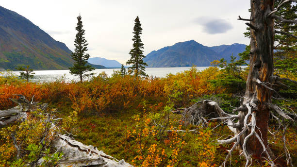 folha de queda no parque nacional de kluane, yukon, canadá - alaska landscape scenics wilderness area - fotografias e filmes do acervo