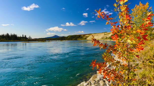 folha do rio de yukon, whitehorse, yukon, canadá - alaska landscape scenics wilderness area - fotografias e filmes do acervo
