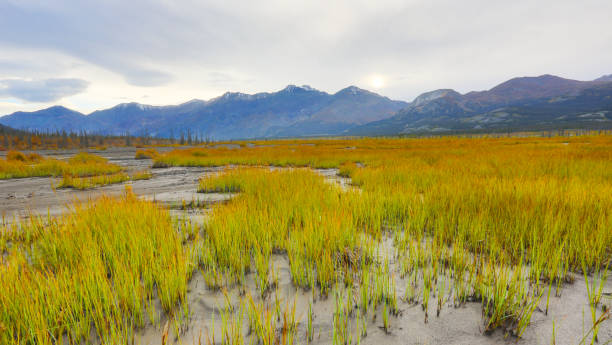 クルアネ国立公園の紅葉、ユーコン、カナダ - alaska landscape scenics wilderness area ストックフォトと画像