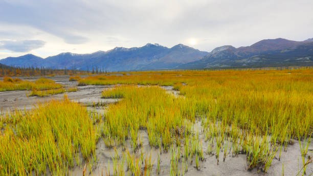 осенняя листва в национальном парке клюан, юкон, канада - lake alaska mountain mountain range стоковые фото и изображения