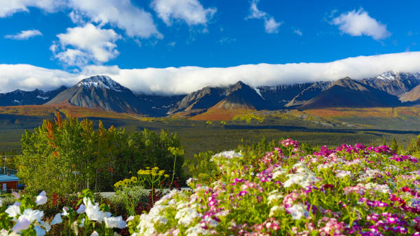 parque nacional de kluane no outono, yukon, canadá - alaska landscape scenics wilderness area - fotografias e filmes do acervo