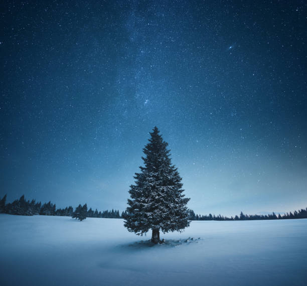 Christmas Tree Idyllic Christmas scene: Lone snowcapped fir tree under starry night sky. star field photos stock pictures, royalty-free photos & images