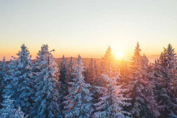 foresta invernale - winter sunrise mountain snow foto e immagini stock