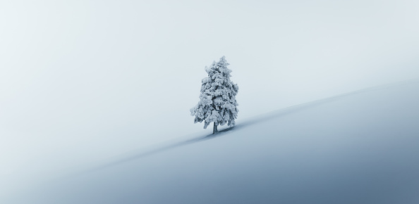 Idyllic Christmas scene: Lone snowcapped fir tree wrapped in fog. Panoramic view.