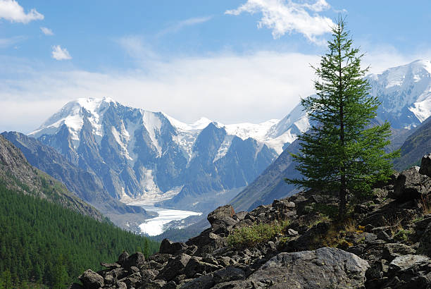 Altay Mountain landscape larch tree stock pictures, royalty-free photos & images