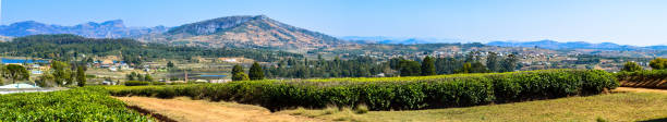 istock Sahambavy Fianarantsoa Madagascar Tea Plantation 1172399038