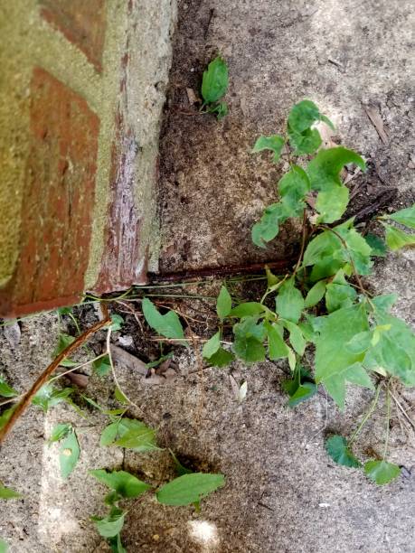 istock Plants growing out of the concrete 1172399856