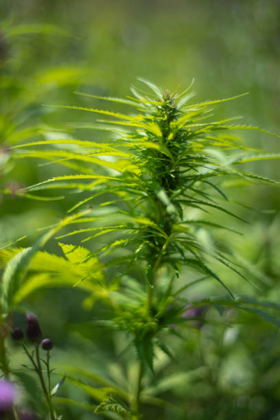istock fields of industrial hemp in Estonia 1172399857