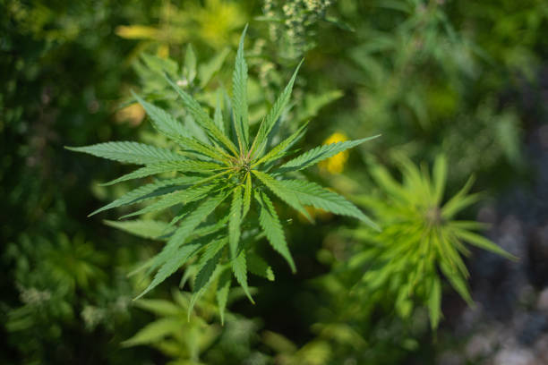 fields of industrial hemp in Estonia. Europe