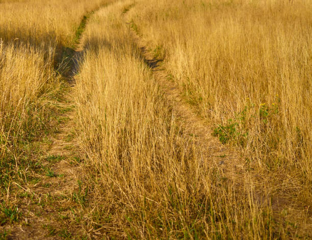 lanes in high dried up golden grass in autumn on a fallow area - dirtroad imagens e fotografias de stock