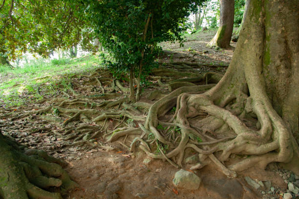 istock Old tree with big roots above the ground 1172403063