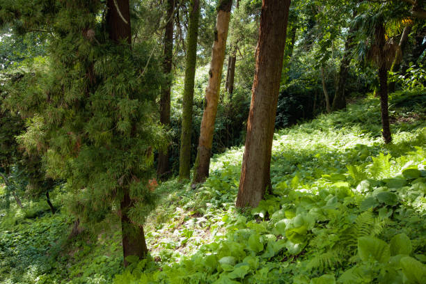istock green trees in the forest background 1172403141