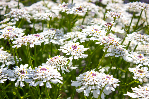 Queen Anne's Lace is a white flower head composed of intricate, delicate small white flowers. Graceful unopened buds create a picturesque backdrop to this botanical wonder. Queen Anne's Lace is also known as \