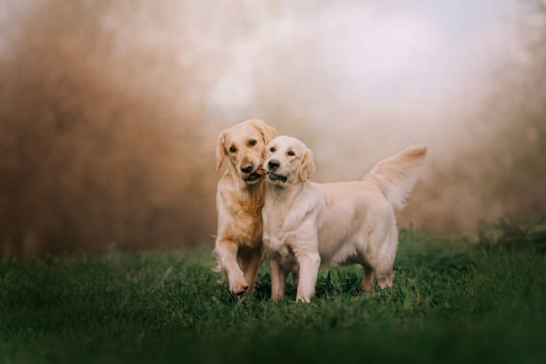 Two Golden retriever dogs running with stick Two Golden retriever dogs running with stick in morning two animals photos stock pictures, royalty-free photos & images