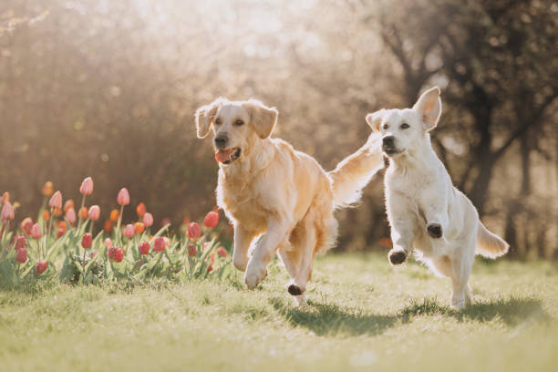 zwei golden retriever hunde laufen einander hinterher - retriever golden retriever dog happiness stock-fotos und bilder