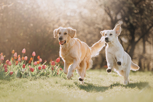 Dos perros Golden retriever corriendo uno detrás del otro photo