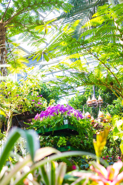 istock Trees and flowers in the greenhouse 1172407353
