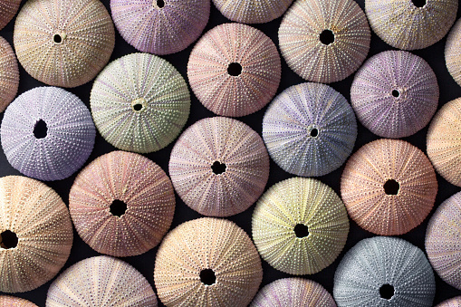 Sea urchin shells of various colours, top view.