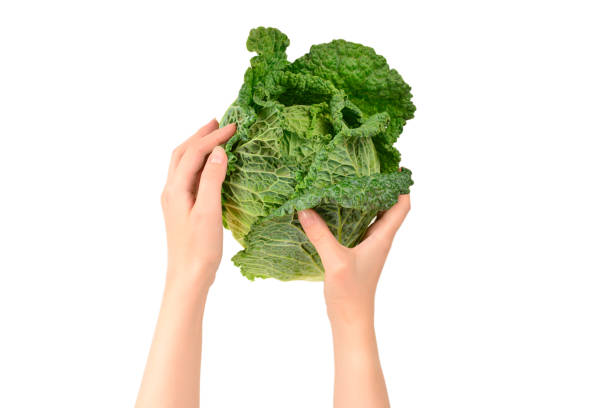 istock Green cabbage isolated on white background. In woman hands. 1172407492
