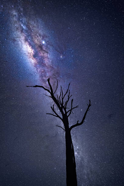 istock Milky way and galactic core shining over old dead tree Australian landscape 1172410541