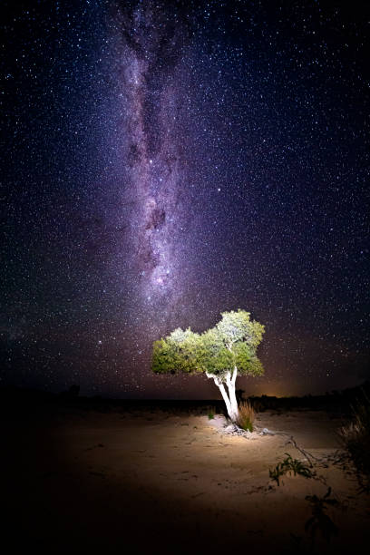 istock Lone tree in outback under sky of stars milky way universe 1172411679