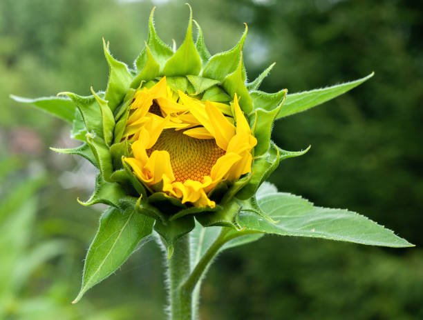 istock Beautiful yellow sunflower bud close-up 1172411723