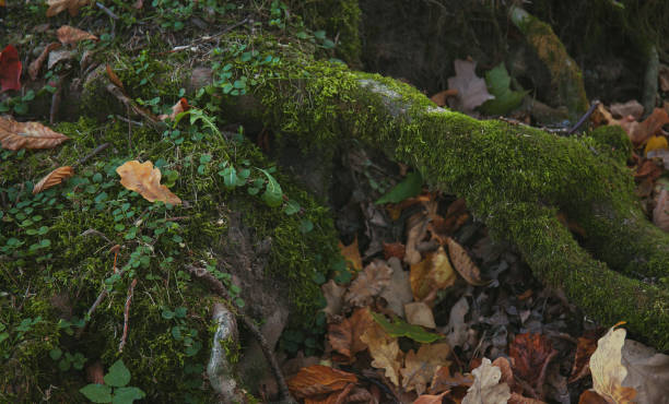 istock Mossy tree roots among gold fallen leaves 1172411767